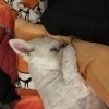 Avatar von Boby