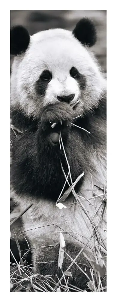 Panda im Gras