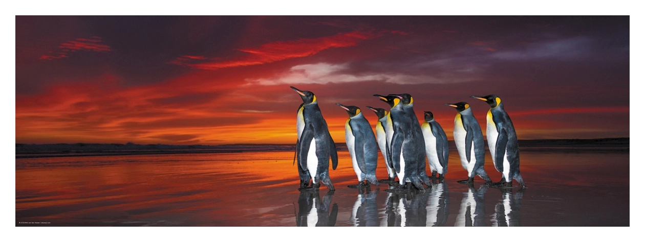 King Penguins - Falklands UK