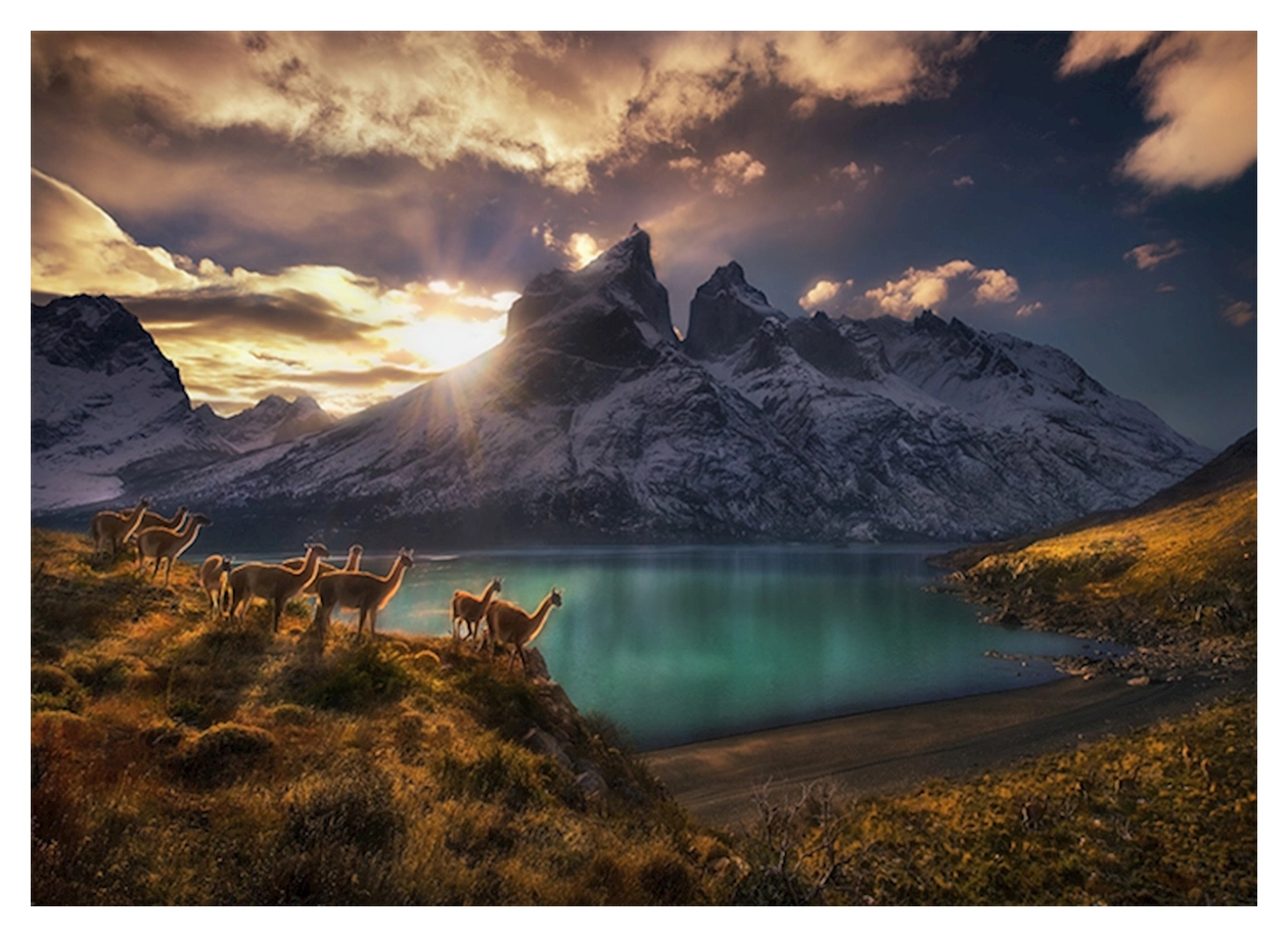 Guanacos - National Park Torres del Paine Chile