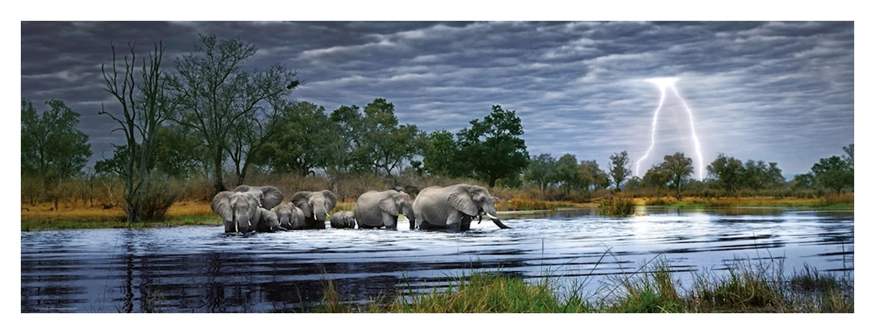 Herd of Elephants - Okavango Delta Botswana