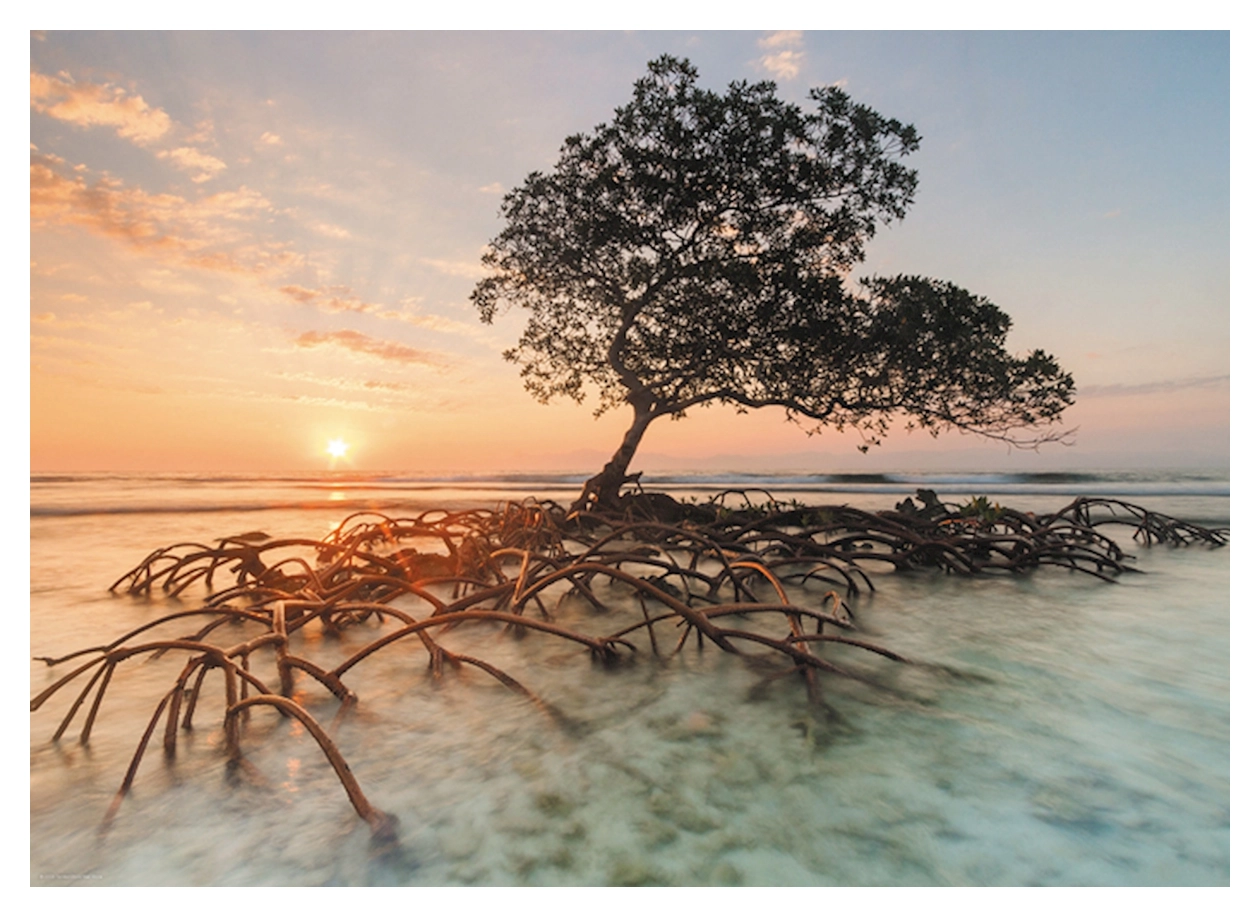 Red Mangrove - Cayos Cochinos Honduras