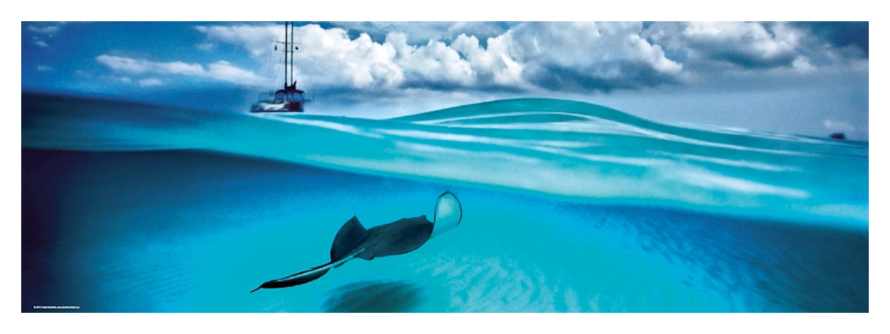 Stingray - Cayman Islands United Kingdom