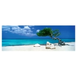 Divi Divi Tree - Aruba Netherlands Antilles