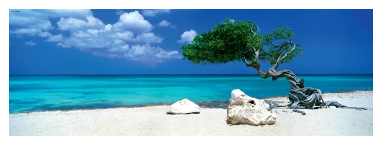 Divi Divi Tree - Aruba Netherlands Antilles