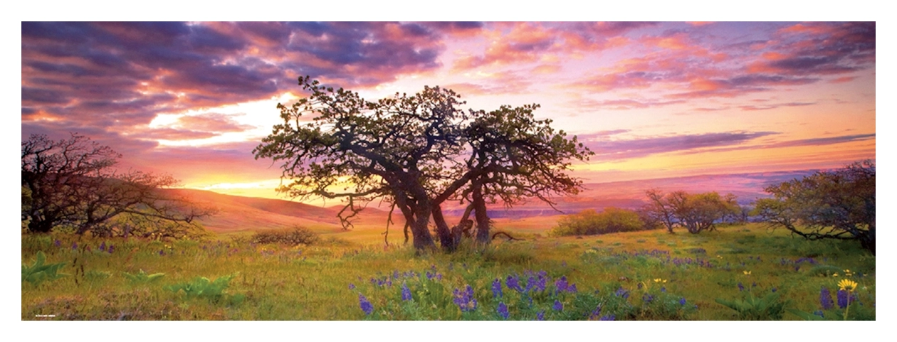 Oak Tree - Columbia Hills State Park USA