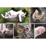 Collage - Die Katzen