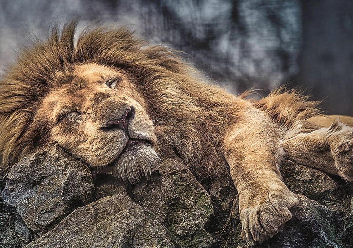 Sleeping Lion