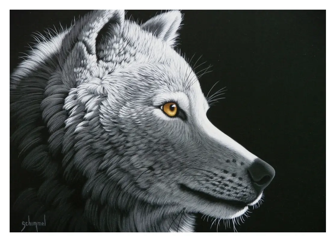 Wolf Light - Schim Schimmel