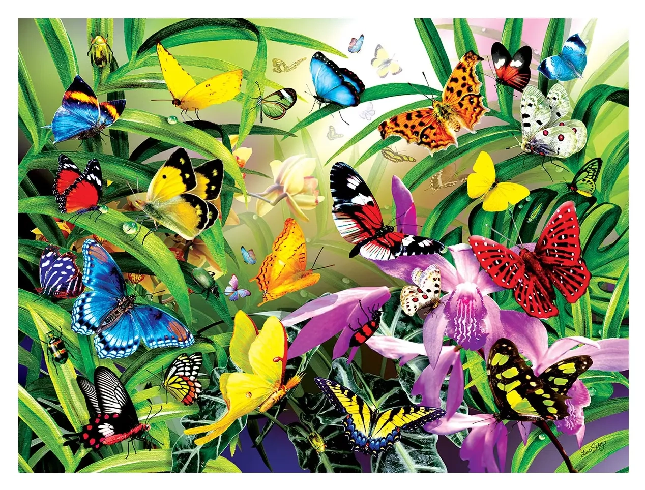 Tropical Butterflies - Lori Schory