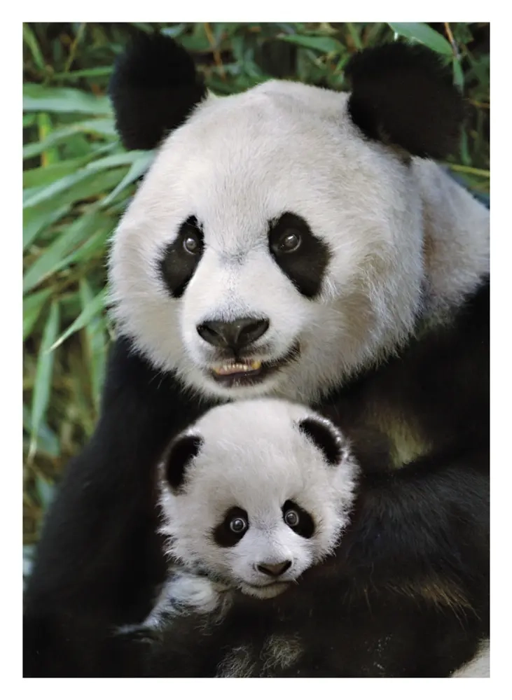 Süsse Panda-Familie