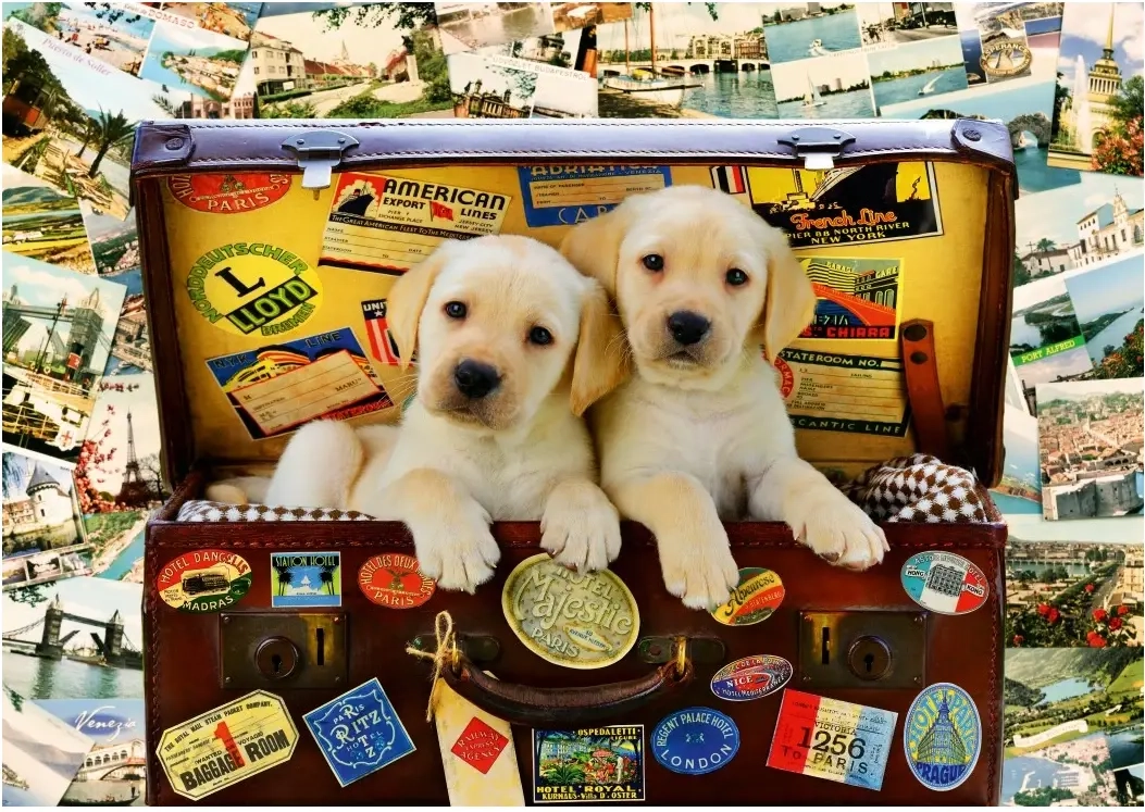 Two Travel Puppies