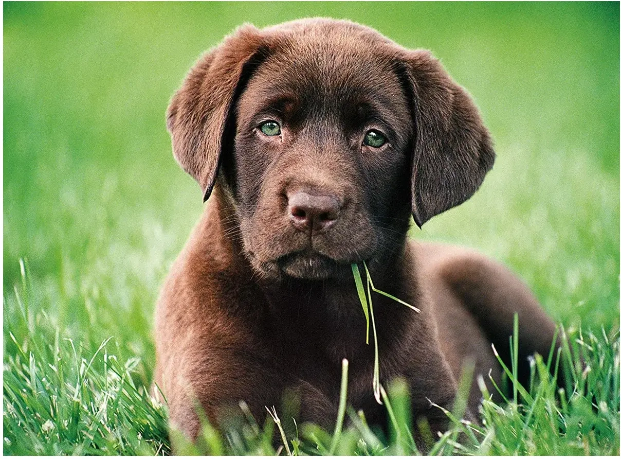 Labrador Welpe