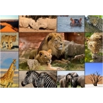 Collage - Wildlife