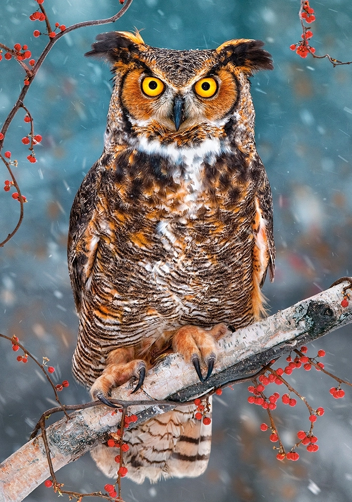 Great Horned Owl