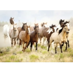 Pferde reitet in die Wüste