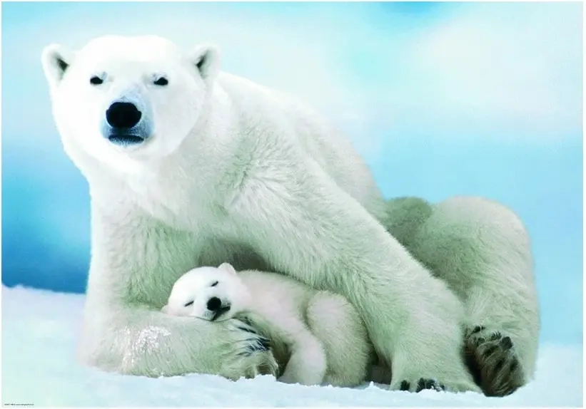 Eisbär und Baby
