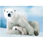 Eisbär und Baby