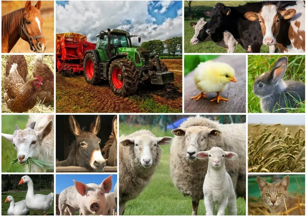 Collage - Bauernhoftiere