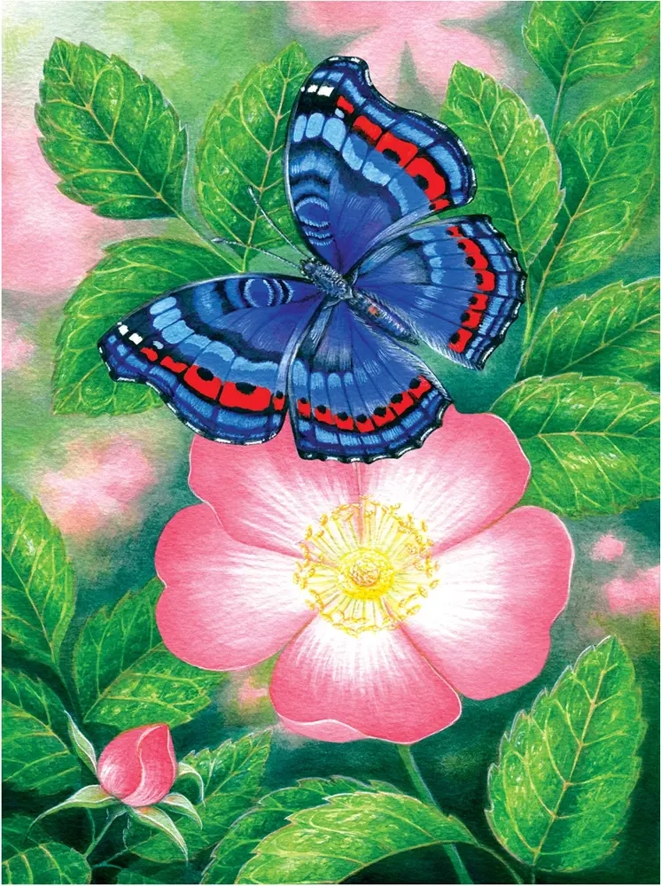 Blue Butterfly