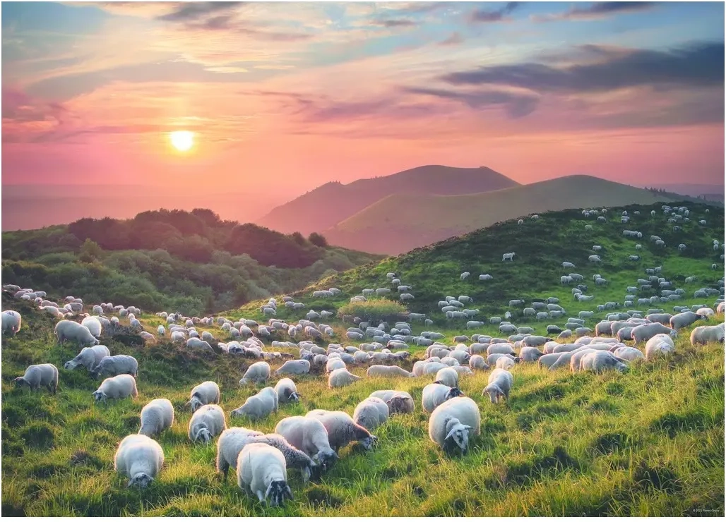Sheep and Volcanoes