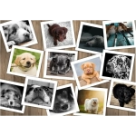 Hunde