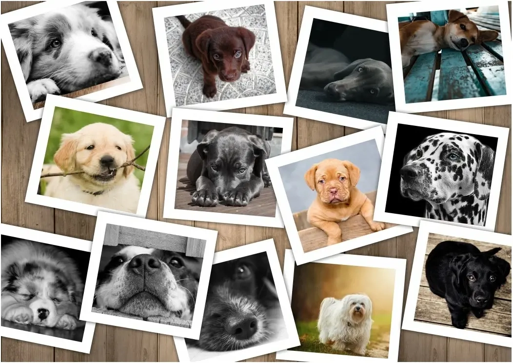 Hunde