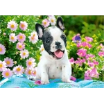 Französische Bulldoggen Welpe Französische Bulldoggen Welpe