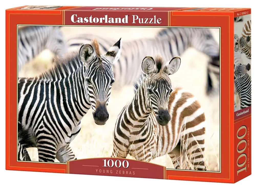 Young Zebras