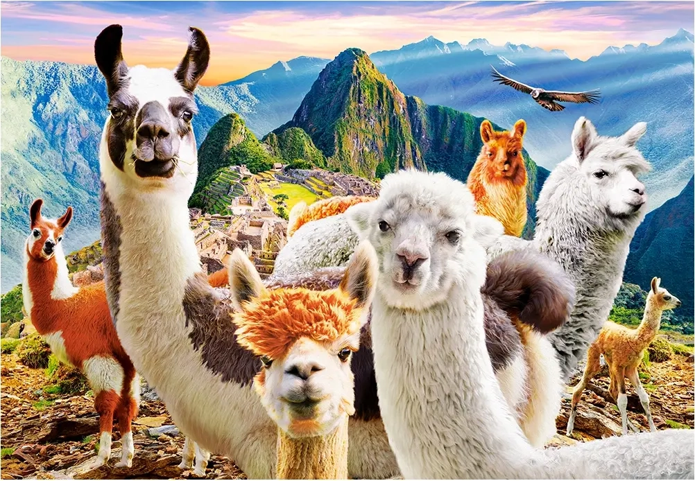LLamas Selfie