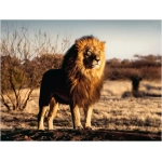 Der Löwe - Der König der Tiere