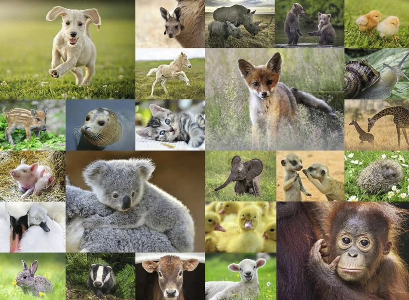 Süsse Tierbabys (XXL Teile)