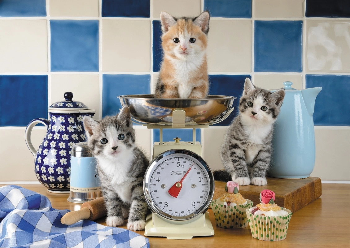 Katzen in der Küche