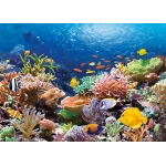 Coral Reef