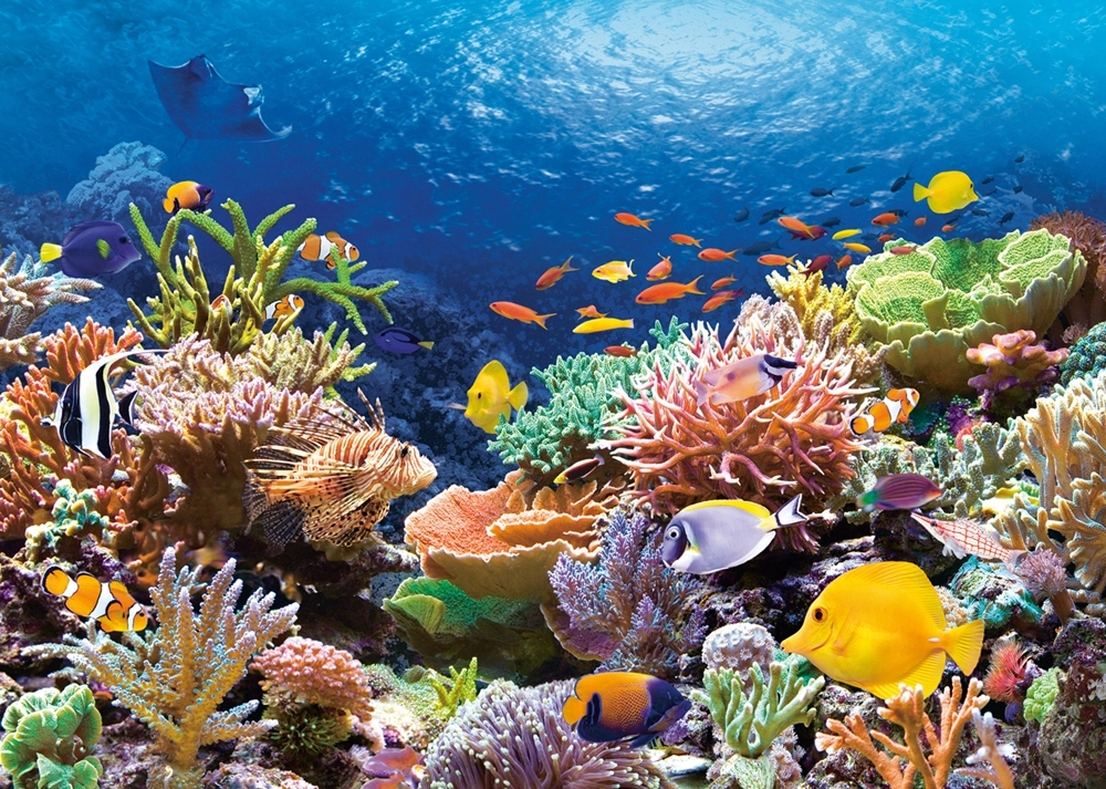 Coral Reef