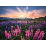 Wiese voller Lupinen