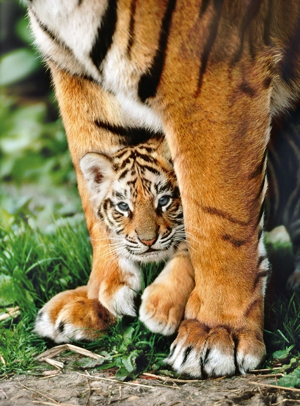 Bengalisches Tigerbaby