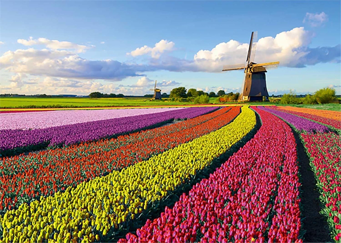 Tulpenfeld