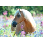 Pferd im Blumenmeer