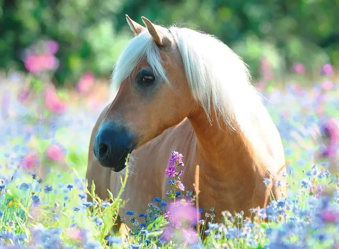 Pferd im Blumenmeer