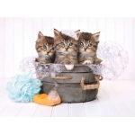 Kätzchen und Seife