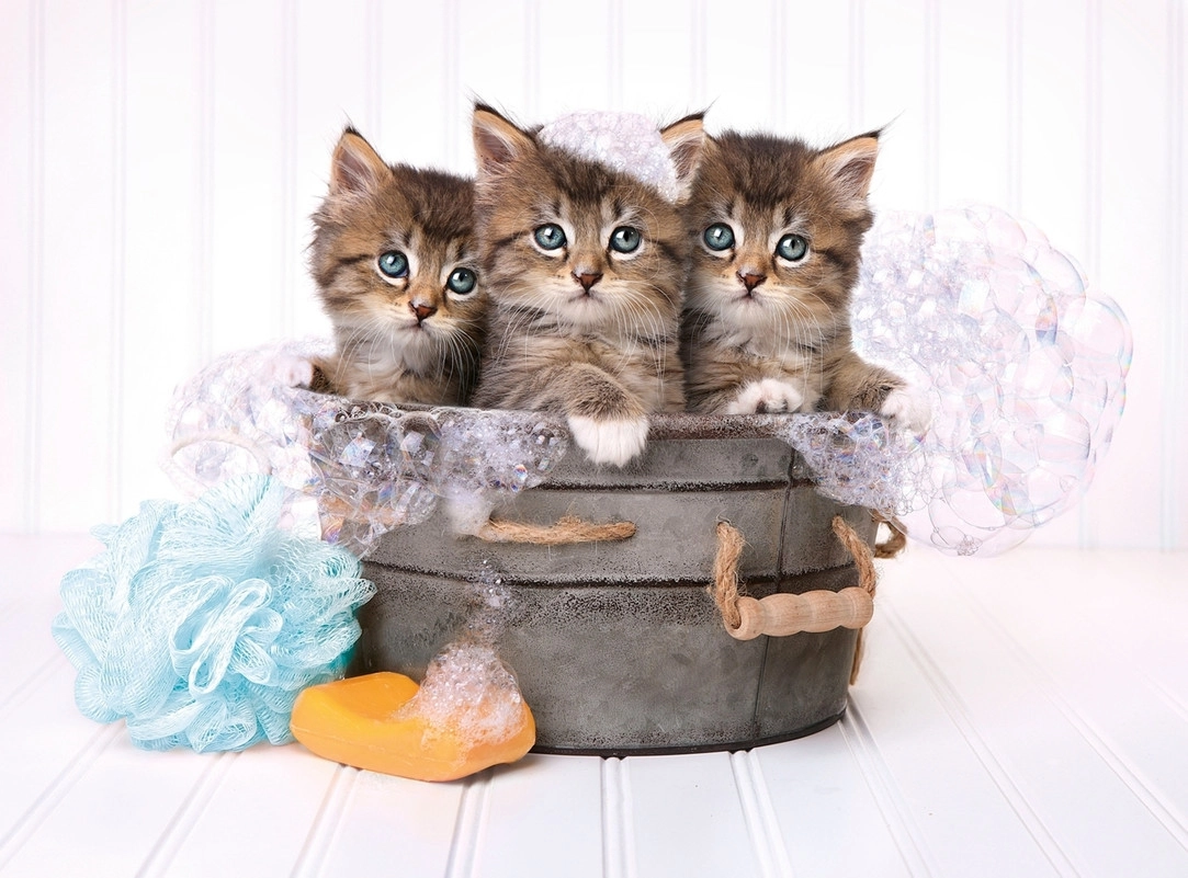 Kätzchen und Seife