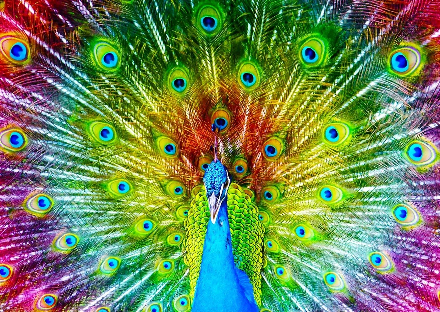 Farbenfroher Pfau