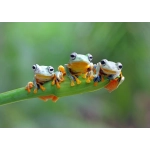 Friendly Frogs