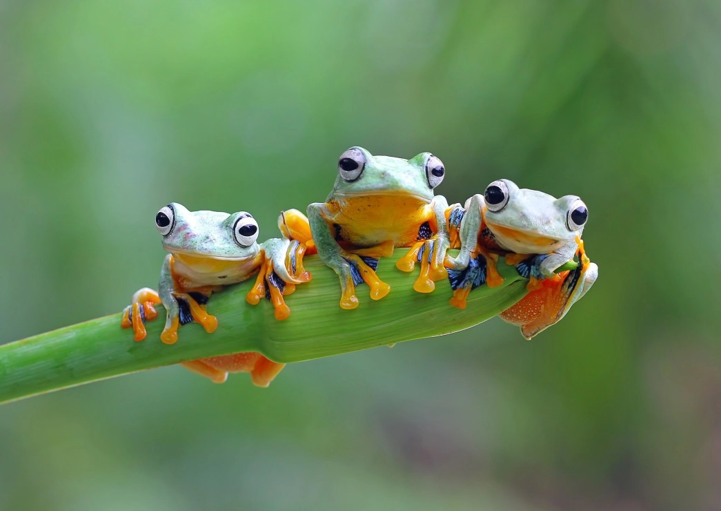 Friendly Frogs