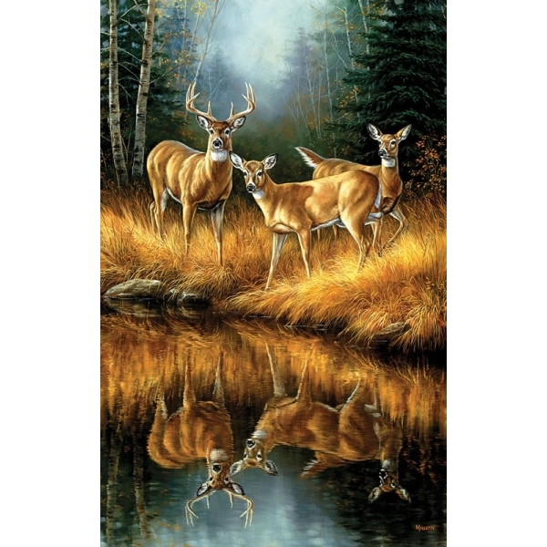 Whitetail Reflections