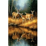 Whitetail Reflections