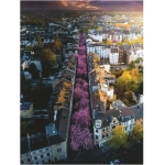 Blühendes Bonn