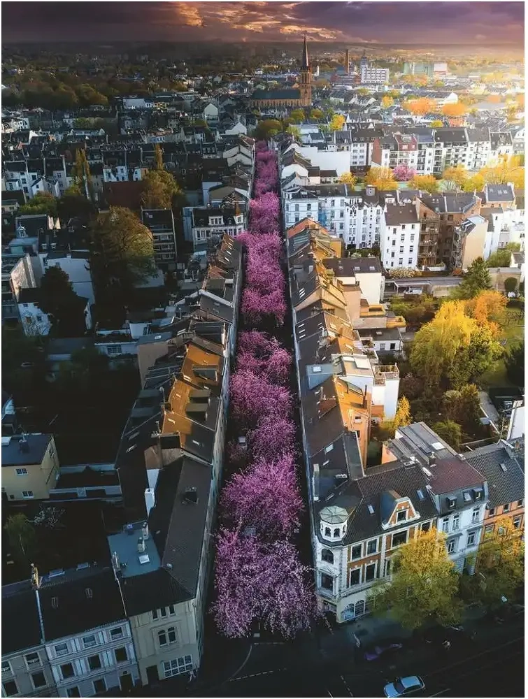 Blühendes Bonn