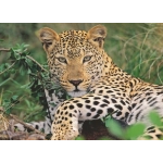 Vio die Leopardin